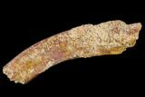 Fossil Dinosaur Rib Bone Section - Morocco #110156-1